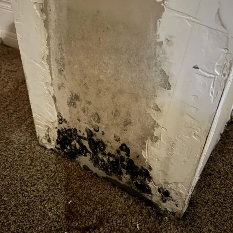 Professional Mold Removal in Olive Branch, MS
